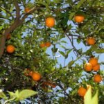 BROU resolvió financiar zafra de Citrícola Salteña para que siga en actividad; tiene 10 ofertas Citricos