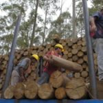 La radiografía del sector forestal uruguayo, en la búsqueda de atraer inversiones Foto: Darwin Borrelli